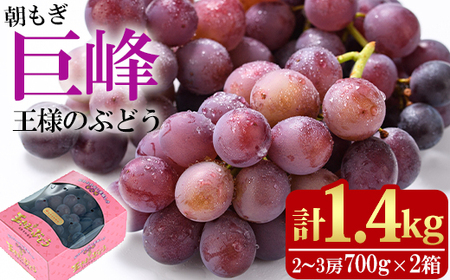 ＜先行予約受付中！2026年8月上旬以降順次発送予定＞王さまのぶどう 朝もぎ 巨峰(計1.4kg・700g×2パック)国産 ぶどう 葡萄 フルーツ 果物 くだもの 果実 セット【100702400】【宮田ファミリーぶどう園】