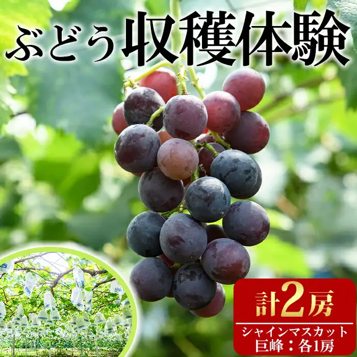 ＜先行予約受付中！2026年8月上旬以降順次発送予定＞ぶどう収穫体験(巨峰1房、シャインマスカット1房)体験 収穫体験 巨峰 シャインマスカット ぶどう 葡萄 フルーツ 果物 くだもの【100702700】【宮田ファミリーぶどう園】