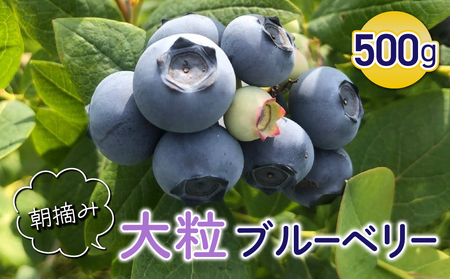 朝摘み大粒ブルーベリー500g※2026年7月上旬から発送予定【ひだまり農園ブルーベリーの丘】