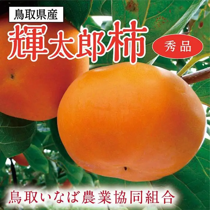 輝太郎柿 3キロ【鳥取いなば農業協同組合】