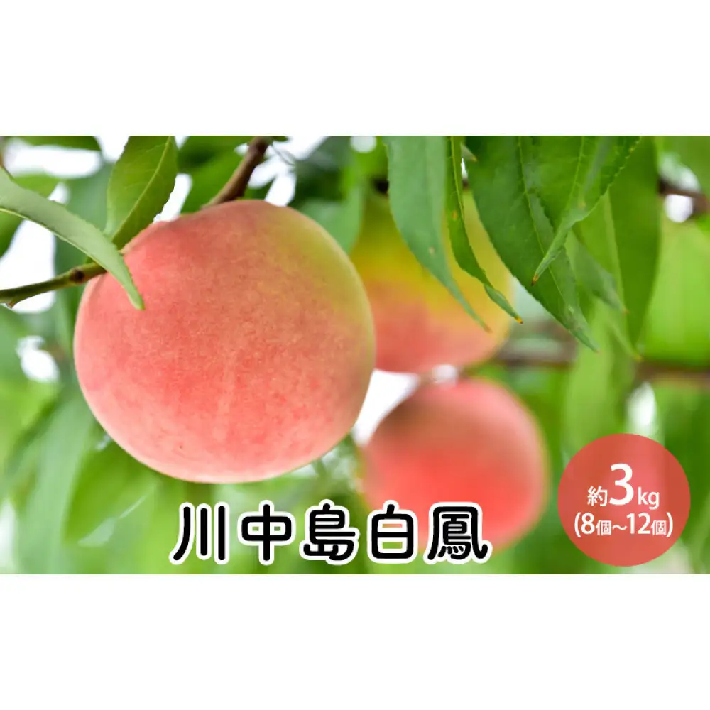 前島農家 川中島白鳳約3kg（8個～12個） | 桃 フルーツ 旬 桃