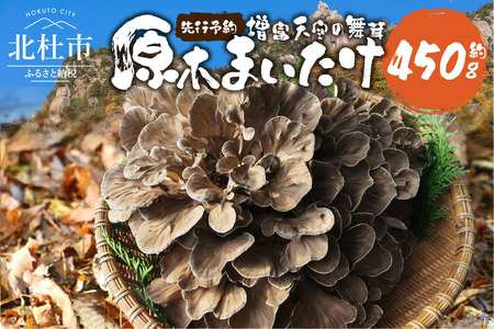 【令和8年産先行予約】 増富天空の舞茸　原木まいたけ　約450g 舞茸 原木舞茸 まいたけ きのこ 肉厚 約450g 期間限定 ナラの木 北杜市 須玉町産 増富天空の舞茸 北杜市 [h192]