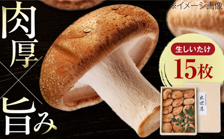 生しいたけ 15枚入 BKAY014