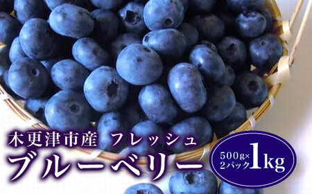 【先行予約】木更津市産フレッシュ ブルーベリー １kg（５００ｇ×２パック） KCA001