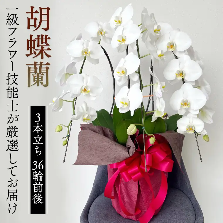 胡蝶蘭 3本立ち 36輪前後 プロが選んでお届け 胡蝶蘭 [CY002sa] | 茨城