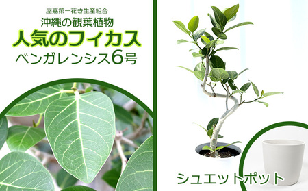 沖縄の観葉植物 フィカス ベンガレンシス6号 シュエット鉢ポット 観葉植物