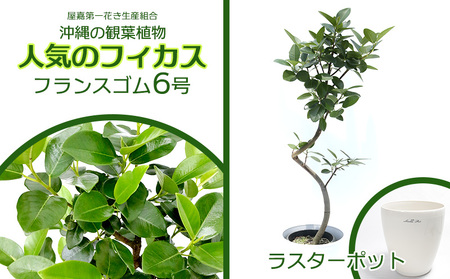 沖縄の観葉植物 フィカス フランスゴム6号 ラスターポット 観葉植物