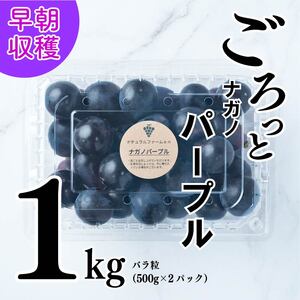 【2026年8月中旬頃から順次発送】ぶどう ナガノパープル 1kg バラ粒 500g 2パック | 美味しい葡萄 小分け 新着 ブドウ 葡萄 人気 フルーツ ブドウ1kg くだもの 甘いぶどう マスカット 早朝 松山市産ぶどう 収穫 ながのぱーぷる 朝採れ ギフト 贈答 期間限定 愛媛県産ブドウ ナチュラルファームｅｎ 【GL005】