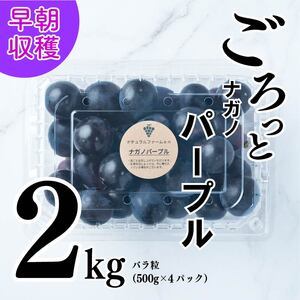 【2026年8月中旬頃から順次発送】 ぶどう ナガノパープル 2kg バラ粒 500g 4パック | 松山市産ぶどう 小分け ぐれーぷ 新着 人気 フルーツ 種なしぶどう ギフト用ぶどう くだもの 美味しいぶどう マスカット ぶどう 早朝 ブドウ 収穫 葡萄 朝採れ 愛媛県産ぶどう グレープ 贈答用ぶどう 食べやすいぶどう 果物 皮ごと食べれるぶどう  ナチュラルファームｅｎ 【GL007】