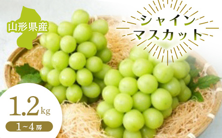 【先行予約 令和8年度発送】山形県産 シャインマスカット 1.2kg マスカット ぶどう ブドウ 葡萄 デザート フルーツ 果物 くだもの 果実 食品 山形県 FSY-0681