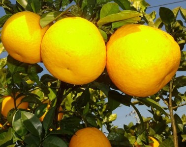 河内晩柑 5kg 家庭用 西尾農園の晩柑 晩柑