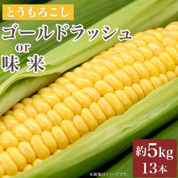 325 とうもろこし ゴールドラッシュ or 味来 約5kg 13本 朝採れ 黄 茨城 先行予約 2026年7月頃～発送予定