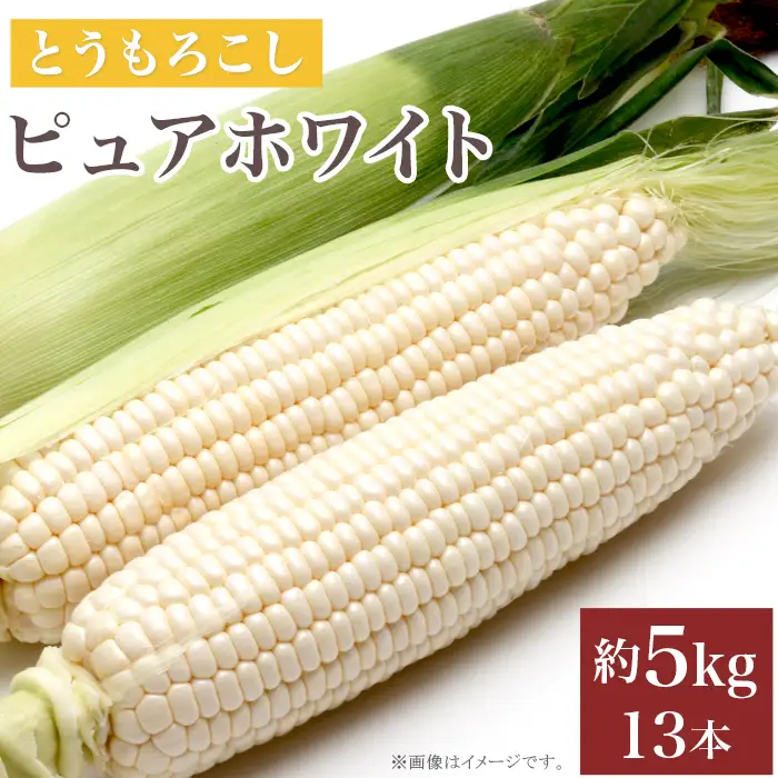 326 とうもろこし ピュアホワイト 約5kg 13本 朝採れ 白 茨城 先行予約 2026年7月頃～発送予定