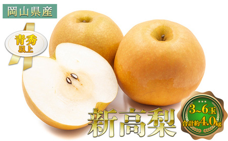 梨 2026年 先行予約 新高梨 3～6玉 青秀以上 合計約4.0kg 梨 なし 果物 フルーツ 岡山県産 化粧箱