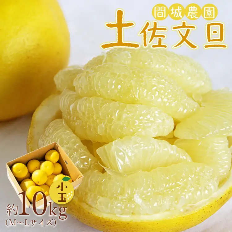 間城農園 土佐文旦10kg (M～Lサイズ) - 期間限定 高知産 土佐文旦 小玉 フルーツ 文旦 ぶんたん ブンタン 果物 文旦 みかん 家庭用 ms-0097