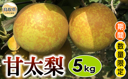 甘太梨　5㎏【期間･数量限定】_T2600028