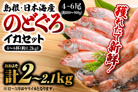 【先行受付】 のどぐろ・イカ 計約2kg～2.1kg 鮮魚セットB 【2026年9月以降順次発送】 ｜ 鮮魚 新鮮 魚介 のどぐろ ノドグロ イカ 烏賊 剣先イカ 白イカ マイカ 下処理済 煮付け 焼き魚 YM-2