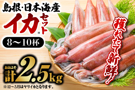 イカ(8～10杯)約2.5kg 鮮魚セットC｜鮮魚 新鮮 イカ 烏賊 剣先イカ 白イカ マイカ 刺身 イカ焼き 焼イカ 煮付け 刺身 下処理済 YM-3