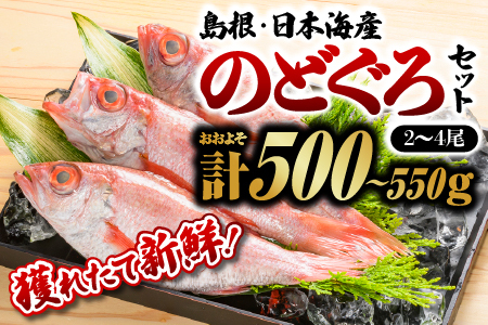 【先行受付】 のどぐろ 2～4尾 約500g～550g 鮮魚セットD 【2026年9月以降順次発送】 | のどぐろ ノドグロ 島根のどぐろ 焼き魚 煮付け 鮮魚 新鮮 海鮮 魚介 YM-4