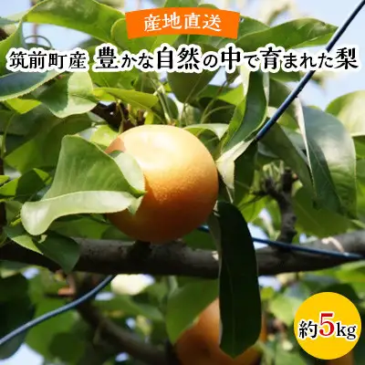 【産地直送】筑前町の豊かな自然の中で育まれた梨(約5kg)【梨 なし ナシ 幸水 豊水 秋月 甘太 新高 王秋 愛宕 果物 くだもの 果実 フルーツ 新鮮 フレッシュ 旬 筑前町産 食品 おすすめ 人気 ふるさと納税 福岡県 筑前町 送料無料 AE002】