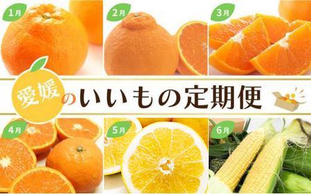  愛媛のいいもの定期便 (年間12回) かんきつ・お野菜・ジュレ いよかん 不知火 せとか カラマンダリン 河内晩柑 とうもろこし かんきつジュレ ハウスみかん 長なす 温州みかん 愛果28号 【KK1083】