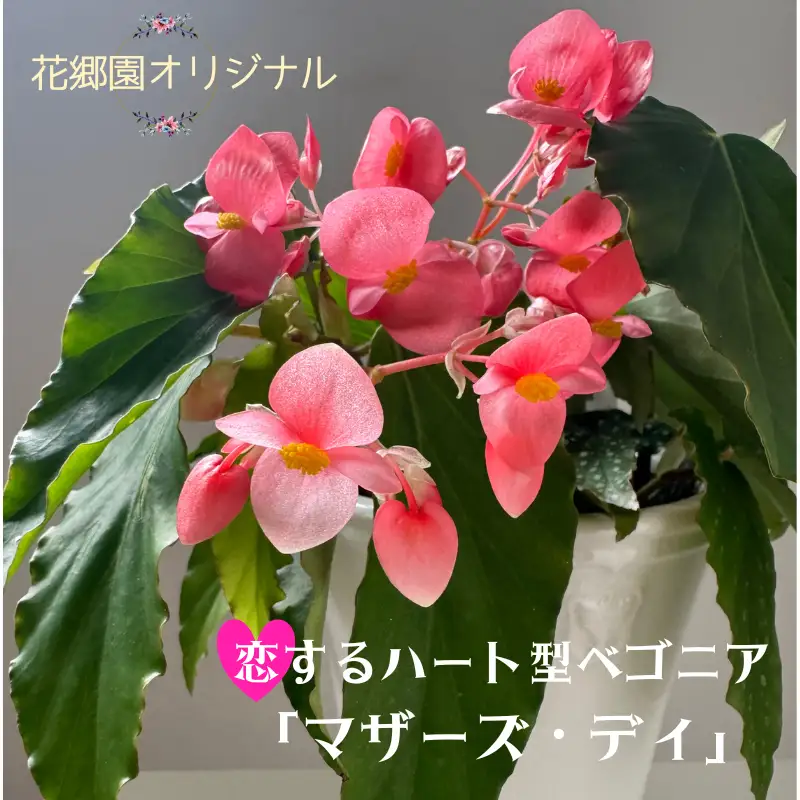 花郷園オリジナル　恋するハート型ベゴニア「マザーズ・ディ」　【花・フラワー・インテリア・屋内・屋外・ギフト・鉢植え・園芸・初心者】