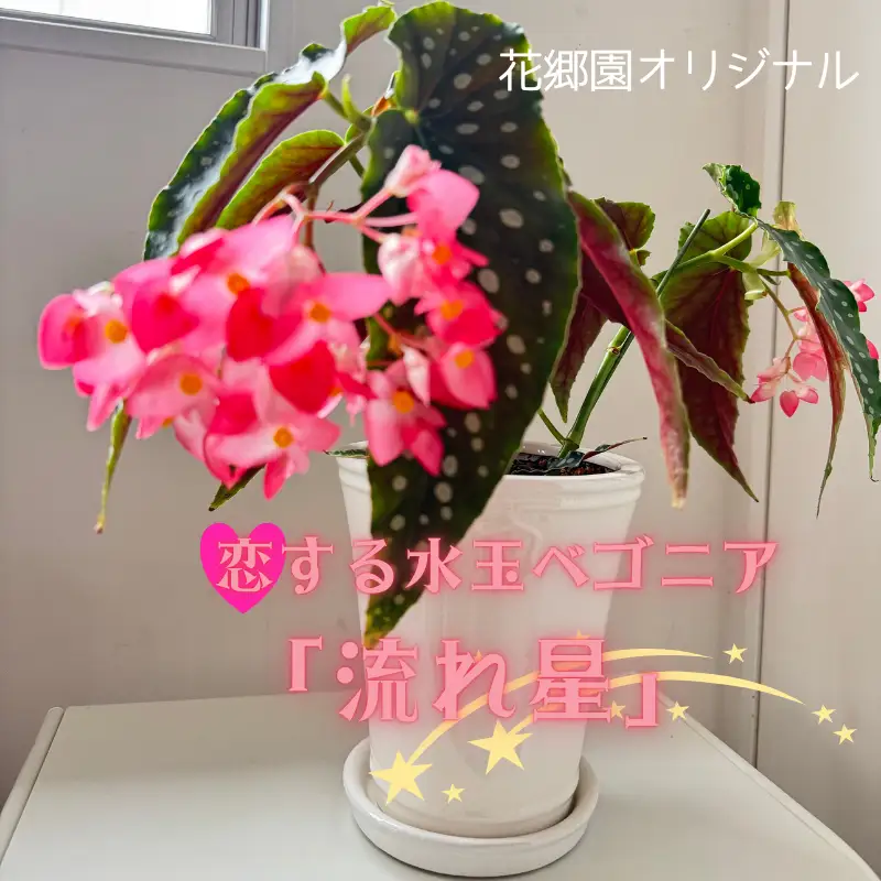 花郷園オリジナル　恋する水玉ベゴニア「流れ星」【花・フラワー・インテリア・屋内・屋外・ギフト・鉢植え・園芸・初心者】