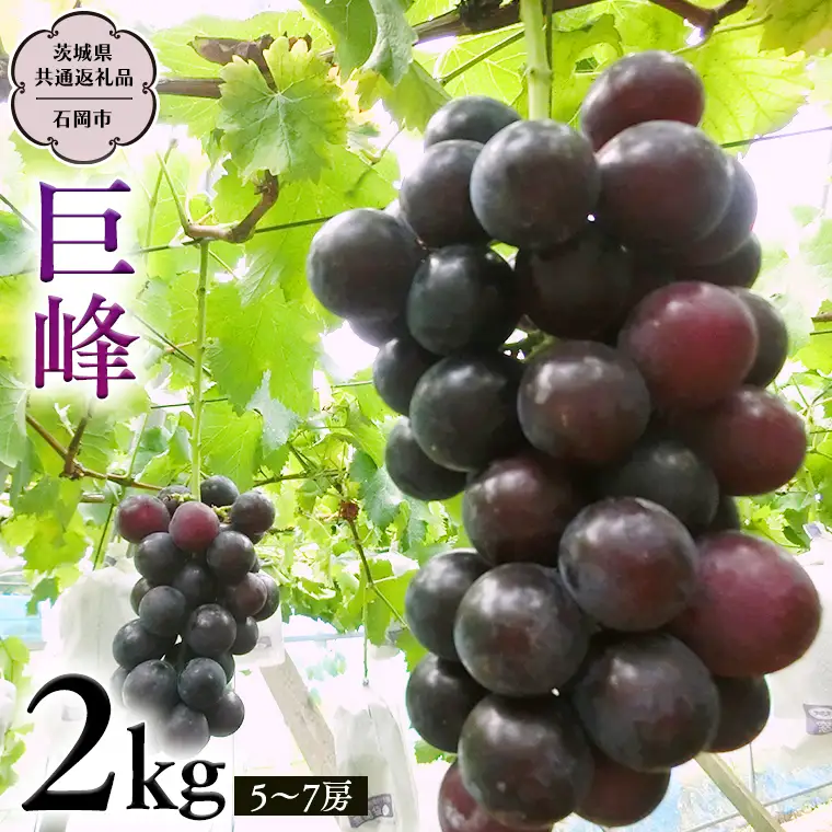 巨峰 約2kg (茨城県共通返礼品 石岡市） 2026年8月下旬発送開始  開田ぶどう園 産地直送 フルーツ 甘い 直送 茨城 限定 ぶどう 巨峰 果物 [DO002sa]