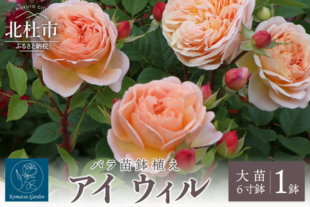 バラ苗鉢植え「アイ ウィル」 [h190]