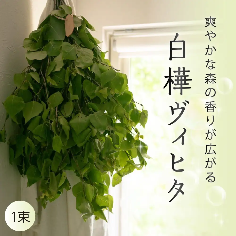 北海道芽室町産「白樺ヴィヒタ」1束サウナグッズ バスグッズ ビヒタ 健康 森林浴 インテリア スワッグ 装飾 送料無料 北海道 十勝 芽室町 me055-001c-3