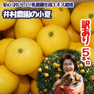 訳あり 家庭用 小夏 ５kg 日向夏 みかん ミカン 柑橘 フルーツ 果物 果実 こなつ コナツ ﾆｭｰｻﾏｰｵﾚﾝｼﾞ おいしい 美味しい ワケアリ 自宅用 ご家庭用 井村農園【R01492】