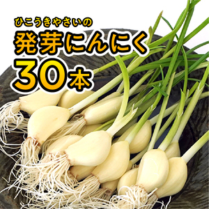 934 根と芽も丸ごと食べられる！発芽にんにく【30本】岐阜産クリーンルーム水耕栽培