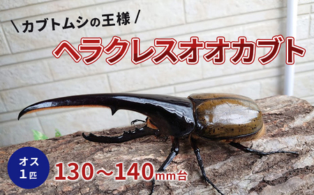 ヘラクレスオオカブト 成虫 オス 1匹 130～140mm台 カブトムシ 昆虫