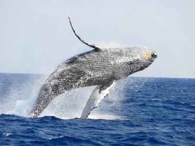 【奄美大島北部】ホエールウオッチング 3時間 ※1月中旬から3月下旬まで※ A141-002 ホエールウォッチング ザトウクジラ 1名様分 現地集合