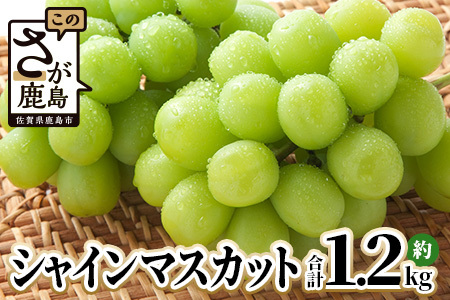 シャインマスカット 約1.2kg 2～3房 ご家庭用 佐賀県産 【先行予約 2026年8月上旬以降発送】| シャインマスカット 2026 シャイン マスカット ぶどう 葡萄 ブドウ 果物 フルーツ 果実 季節 旬 冷蔵 期間限定 国産 佐賀県 鹿島市 人気 ランキング フルーツ おすすめ B-658