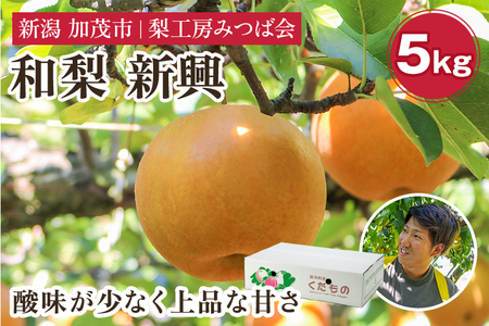 【2026年先行予約】新潟県産 和梨 新興 5kg（6〜12玉）《10月下旬以降発送》しんこう 梨工房みつば会