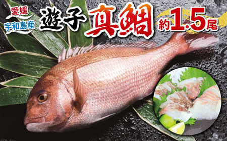 真鯛セット 遊子支所 真鯛 D012-022004