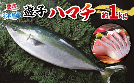 ハマチ 計 1kg 愛媛県漁業協同組合遊子支所ﾊﾏﾁD012-022005