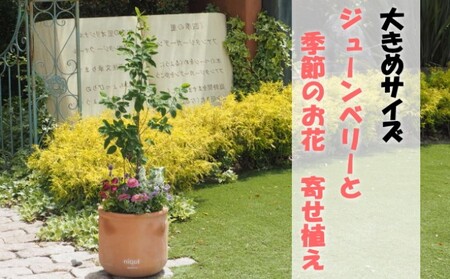 苗木 大きめサイズ ジューンベリーと季節のお花 寄せ植え 配送不可 北海道 沖縄 離島 植物 ガーデニング 庭 インテリア 癒し 玄関先 テラコッタ鉢 鉢植え 