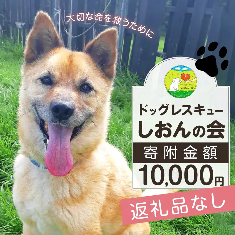 【野犬の保護活動】 10000円分 動物 犬 返礼品なし_H0039-006