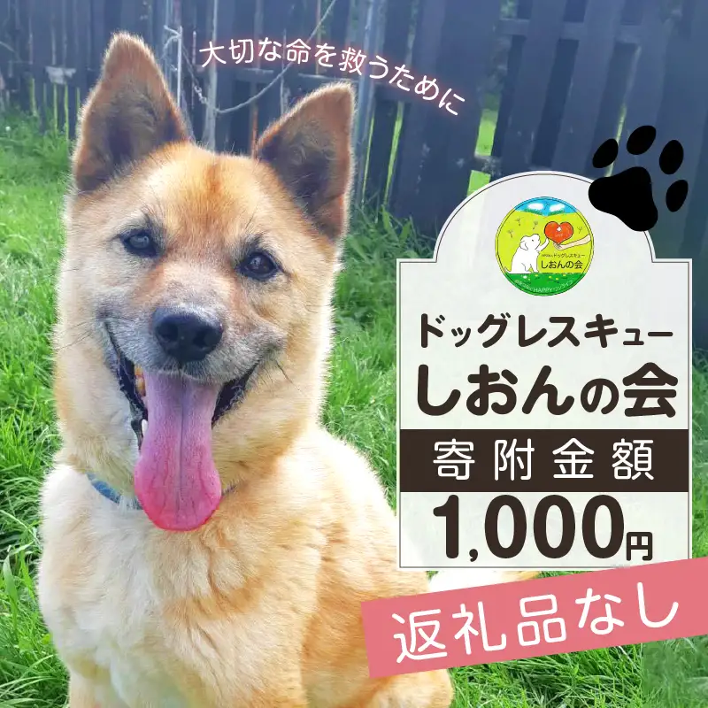 【野犬の保護活動】 1000円分 動物 犬 返礼品なし_H0039-001