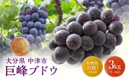 【先行予約】巨峰ブドウ 約3kg (7～10房) 種あり | ぶどう 果物 フルーツ 産地直送 甘い 大分県産 九州産 中津市 国産 送料無料