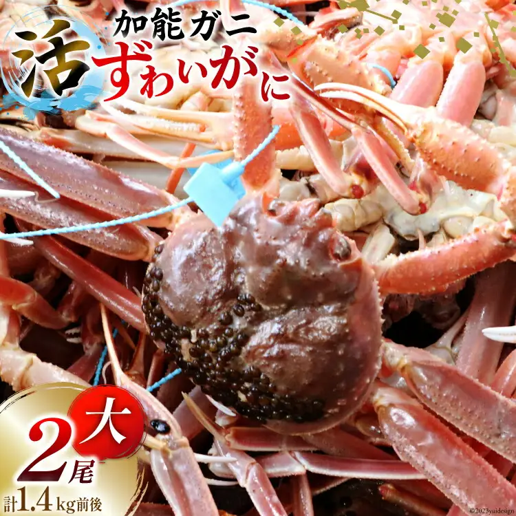 【能登半島 漁協直送！】活 加能ガニ 2尾 (大サイズ) 計 1.4kg 前後[JF西海 石川県 志賀町 AM4226]