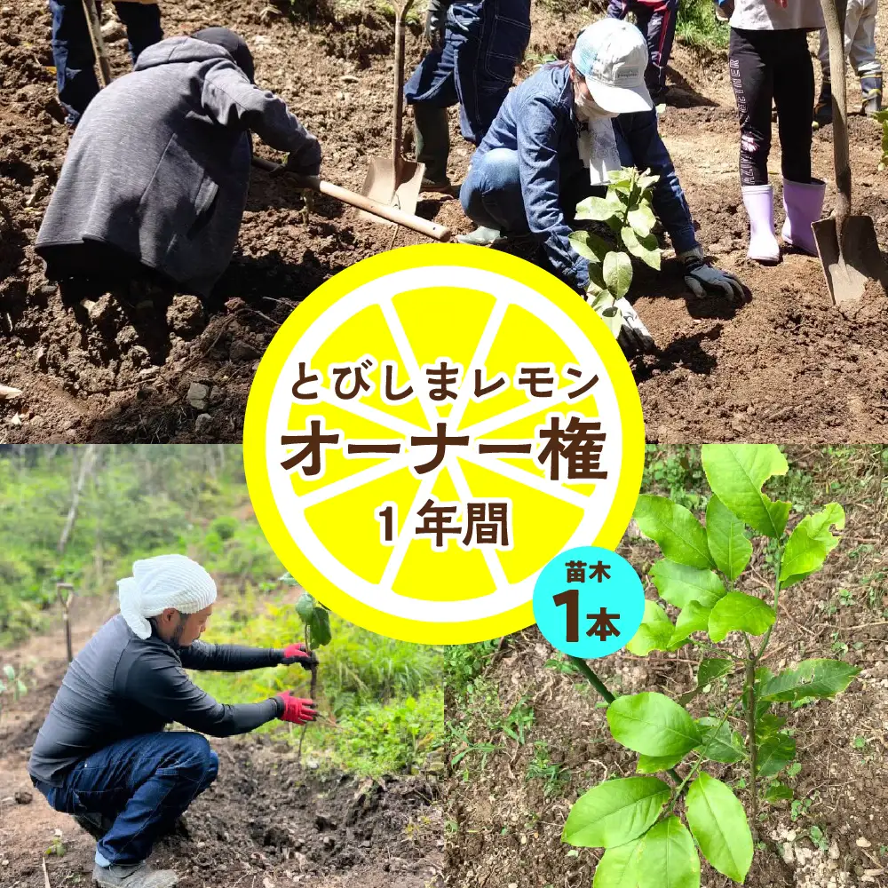 とびしまレモン苗木１本オーナー権１年間 オーナー制度 フルーツ 植樹 地域支援 地域応援 園地来訪 お世話体験 広島県 呉市 ku118-014-r
