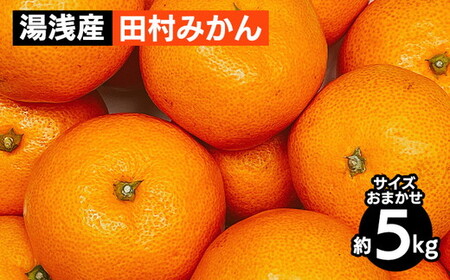 【先行予約】 田村みかん 5kg サイズおまかせ 和歌山  湯浅町 田村地区産