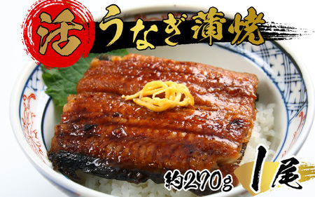 国産 活うなぎ蒲焼 有頭 約270g 1尾 1～2人前《ご寄付後、発送直前にひとつひとつ手焼き！》[B-044001]