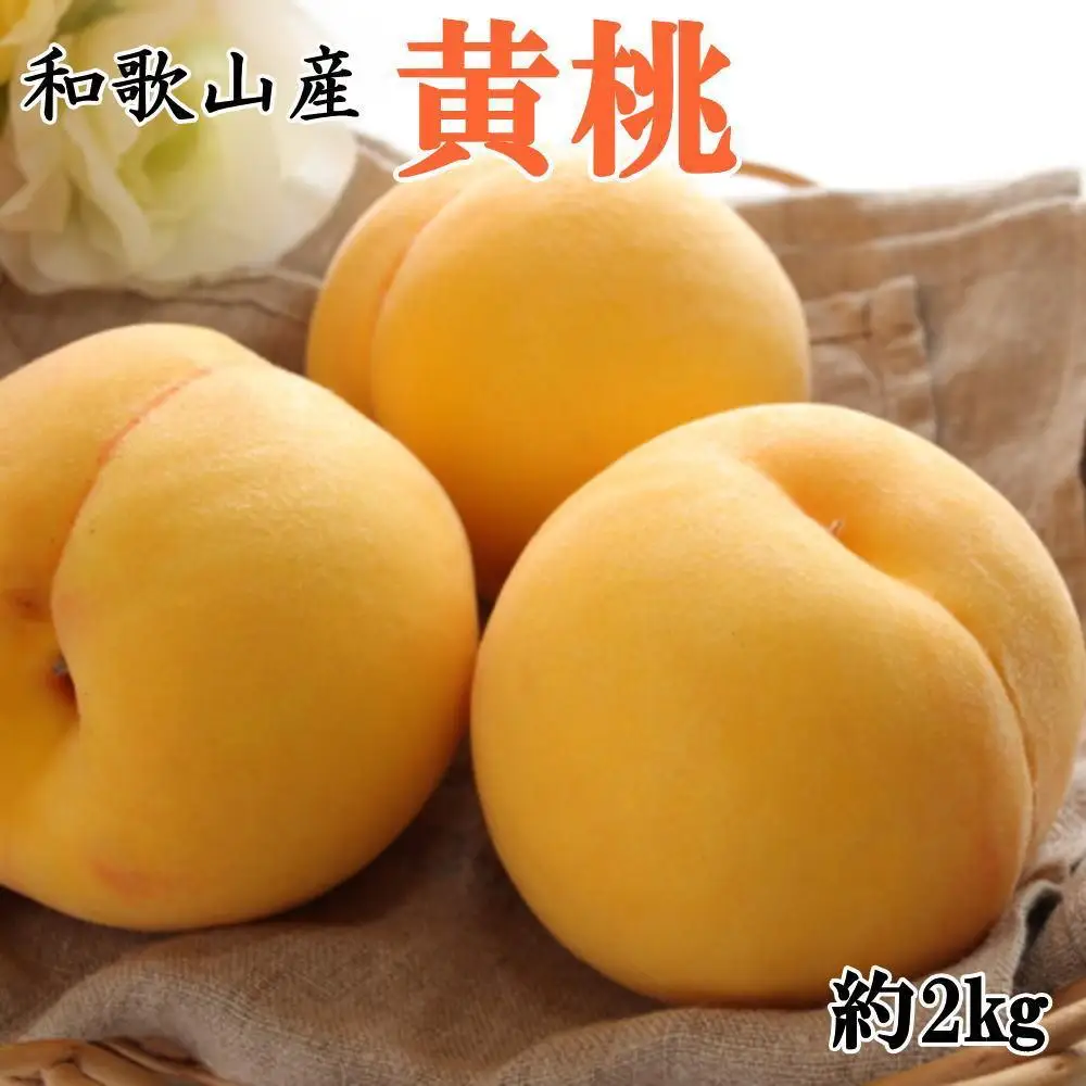 人気 和歌山県産 黄桃（つきあかり、ゆめおうみ）約2kg【数量限定】 ★2026年7月中旬～8月上旬頃順次発送★【TM177】