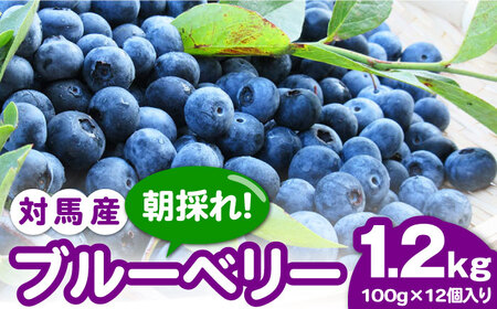【先行予約】対馬産 朝採れ 大粒 ブルーベリー ( 青果 ) 1.2kg フルーツ 果物 生食 新鮮 朝食 冷蔵  [WBG005]