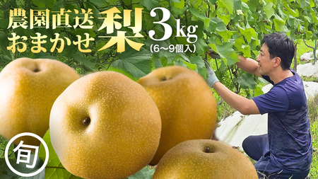 農園直送！おまかせ 梨 3kg 【7月下旬発送開始】 