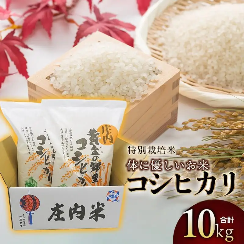 【令和7年産】特別栽培米 体に優しいお米・こしひかり10kg（5kg×2） 山形県庄内産　鶴岡米穀商業協同組合
